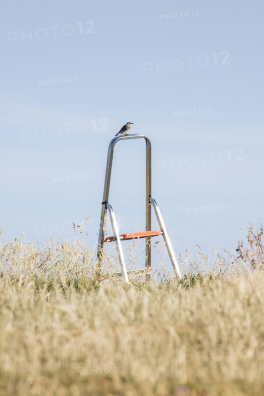 Songbird perched on a stepladder, St Cuthbert's Isle, Holy Island, Northumberland, 2018. Creator: Alun Bull.