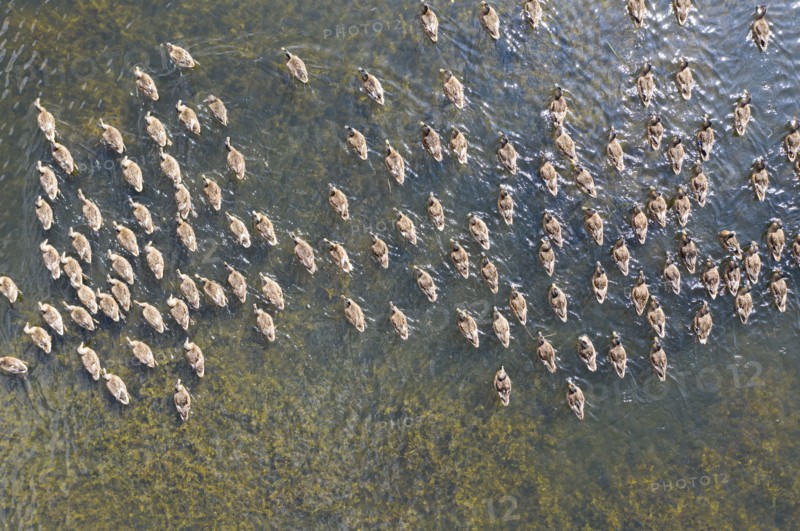 Ducks on a pond, Allerton Park, Allerton Mauleverer, North Yorkshire, 2019. Creator: Alun Bull.