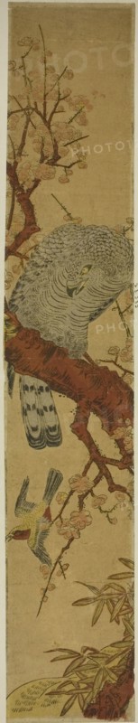 Hawk on Plum Branch Looking Down at Fleeing Bird, c. 1775. Creator: Isoda Koryusai.