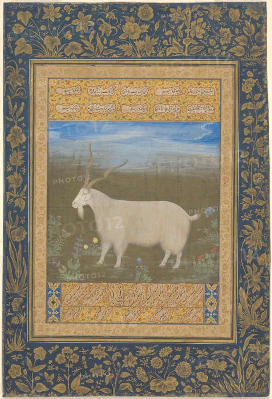 Portrait of a Ladakhi Mountain Goat, about 1600. Creator: Unknown.