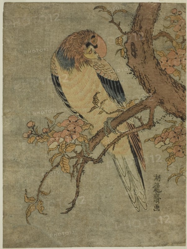 Parrot on Quince Tree, c. 1770. Creator: Isoda Koryusai.