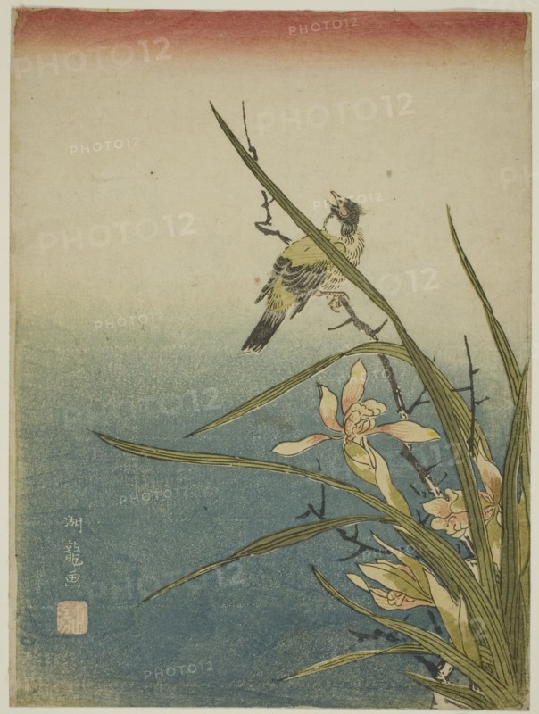 Orchid and Bird, c. 1770. Creator: Isoda Koryusai.