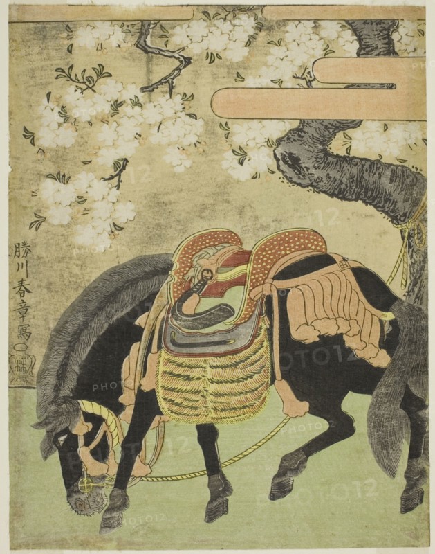 Black Horse Tethered under a Blossoming Cherry Tree, Japan, c. 1770.
