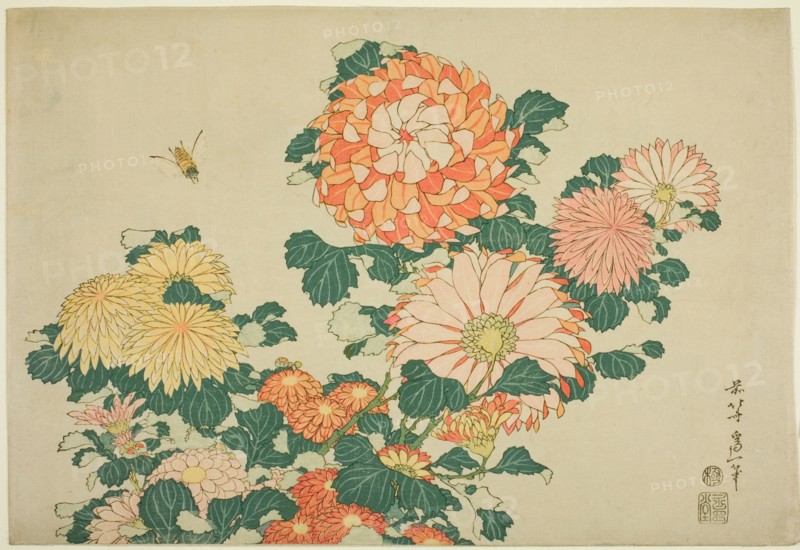 Chrysanthemums and Bee, from an untitled series of Large Flowers, Japan, c. 1831-33.