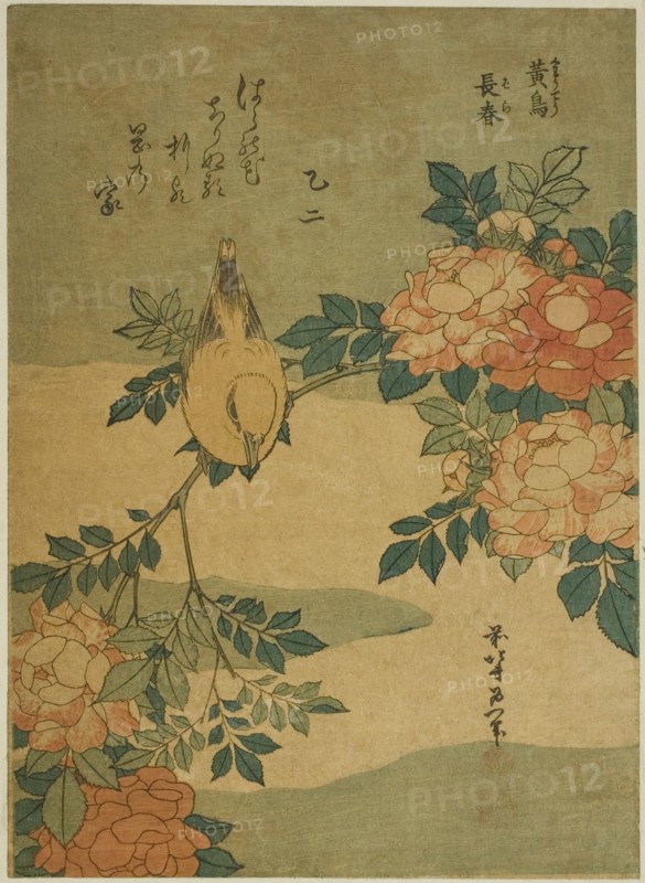 Bush Warbler and Rose (Kocho, bara), from an untitled series of flowers and birds, Japan, c. 1834.