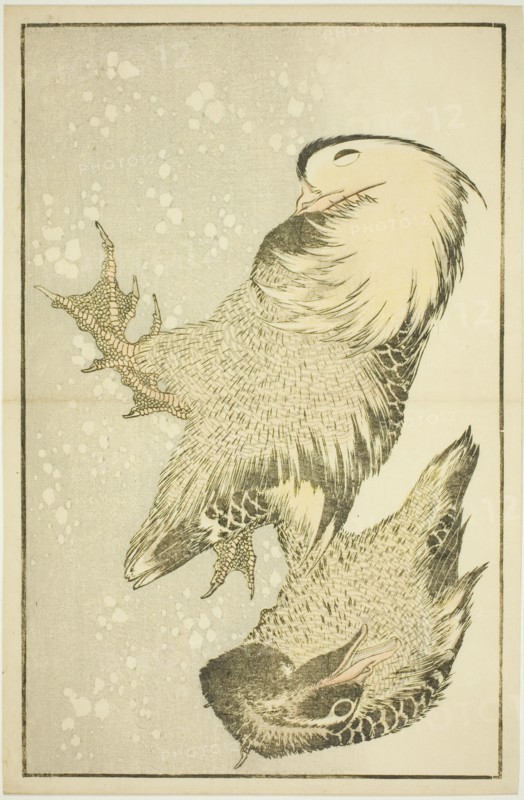 Two Waterfowl, from The Picture Book of Realistic Paintings of Hokusai (Hokusai shashin gafu), Japan, c. 1814.