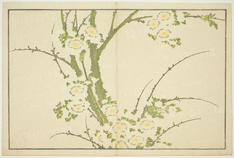 Flowers, from The Picture Book of Realistic Paintings of Hokusai (Hokusai shashin gafu), Japan, c. 1814.