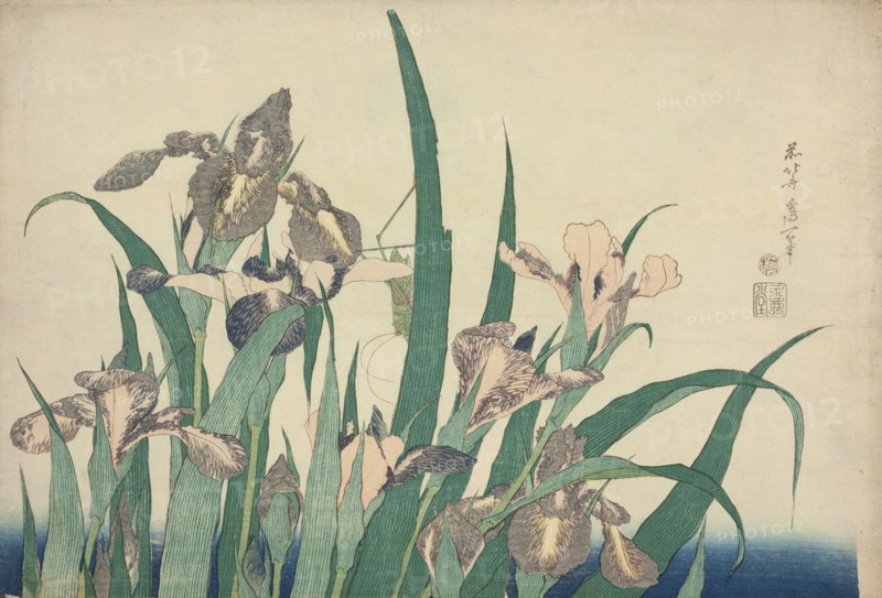 Iris and Grasshopper, from an untitled series of large flowers, Japan, c. 1833/34.