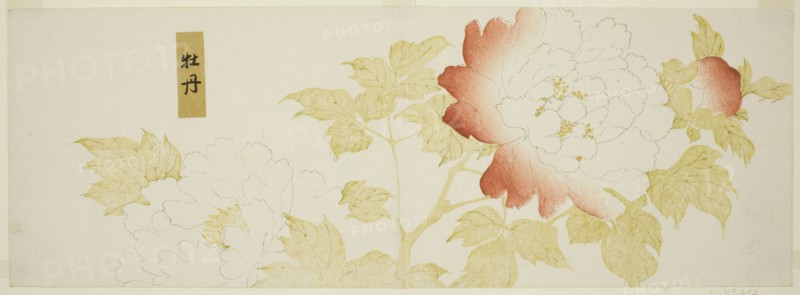 Peonies, Japan, n.d.