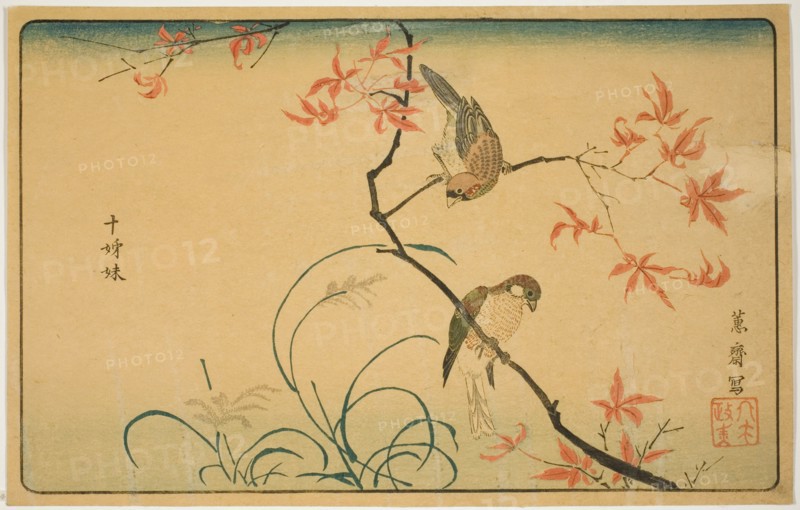 Society Finches (Jushimatsu), Japan, 1790s.
