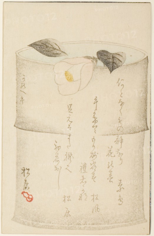 Camellia, 1870.