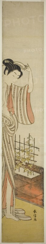 Beauty and Morning Glories, n.d.