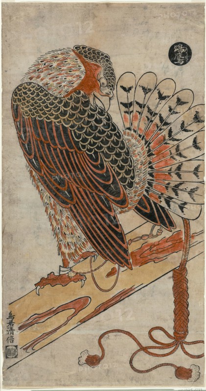 Sparrowhawk (Konori taka), c. 1716.