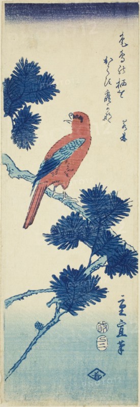 Bird on pine tree, 1857.