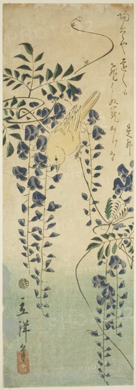Canary and wisteria, 1865.