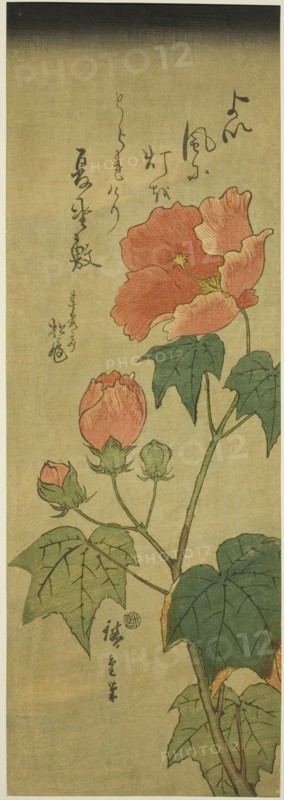 Hibiscus, c. 1843/47.