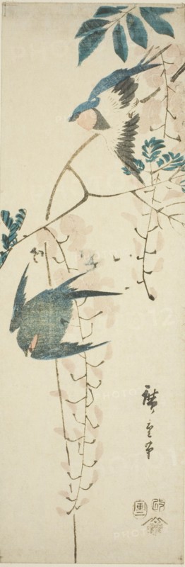 Swallows and wisteria, 1854.