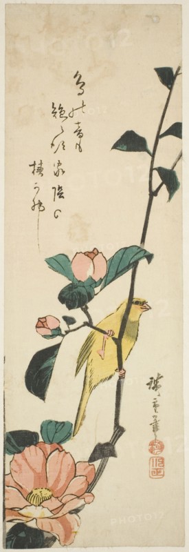 Canary and camellias, 1840s.