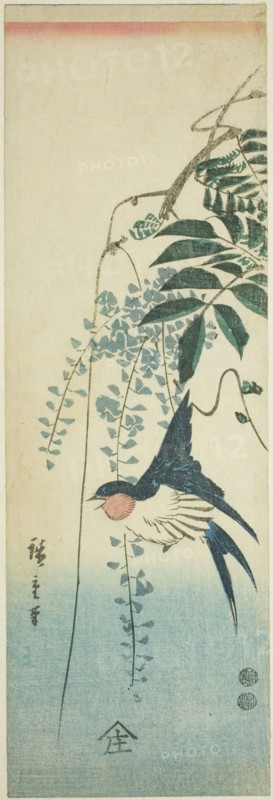 Swallow and wisteria, c. 1847/52.
