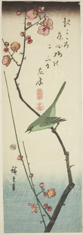 Bush warbler on plum branch, c. 1843/47.