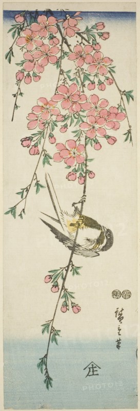 Great tit and cherry blossoms, c. 1847/52.