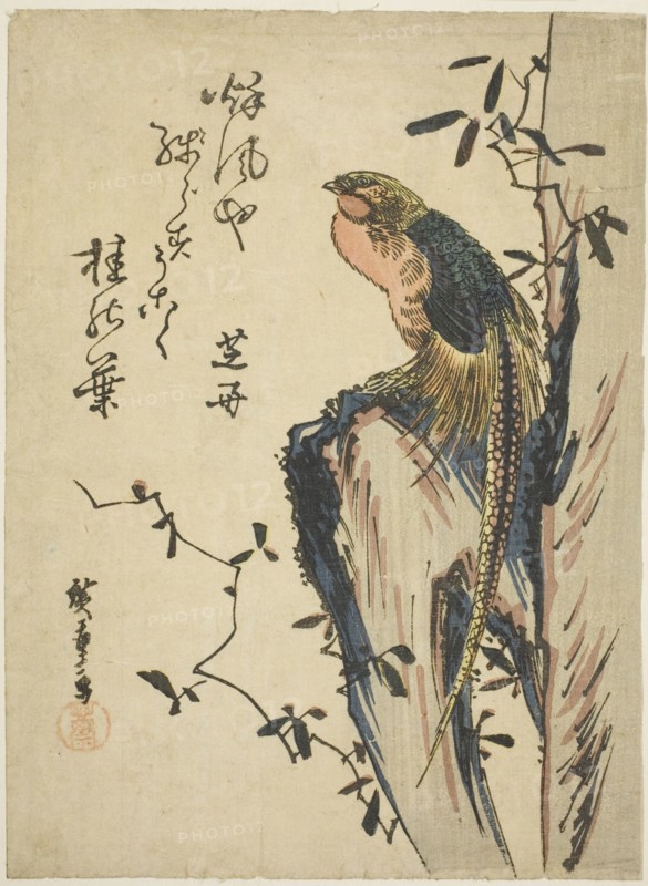 Golden pheasant, 1830s.