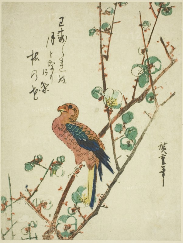 Parrot on plum tree, 1830s.