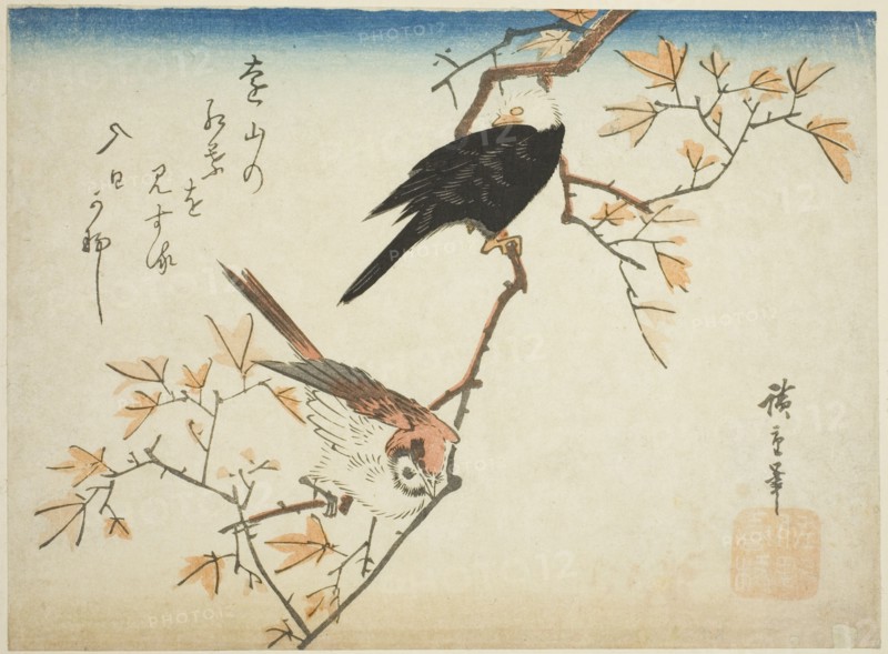 Two birds on maple branch, 1830s.