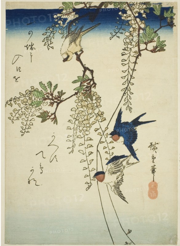 Swallow, yellow bird, and wisteria, 1830s-1840s.