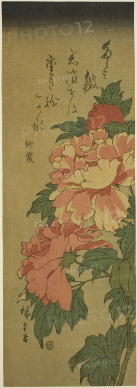 Peonies, c. 1843/47.