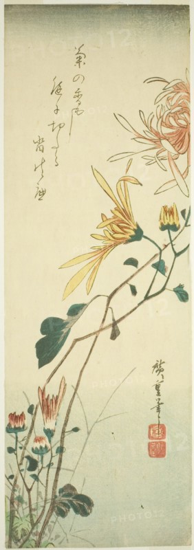 Chrysanthemums, c. 1840.