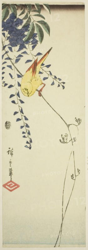 Canary and wisteria, c. 1843/47.