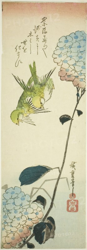 Green birds and hydrangeas, 1830s.
