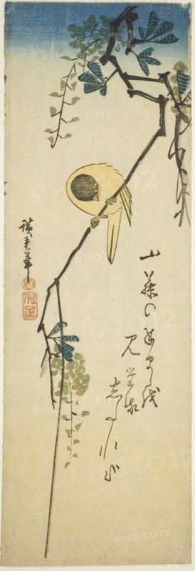 Bird on silky wisteria, 1830s-1840s.