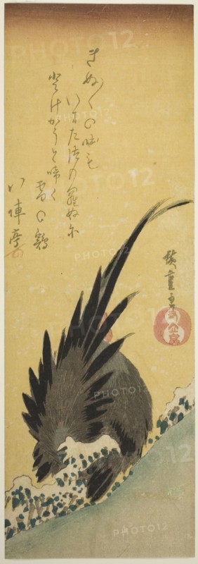 Rooster on a hillside in winter, mid-1830s.