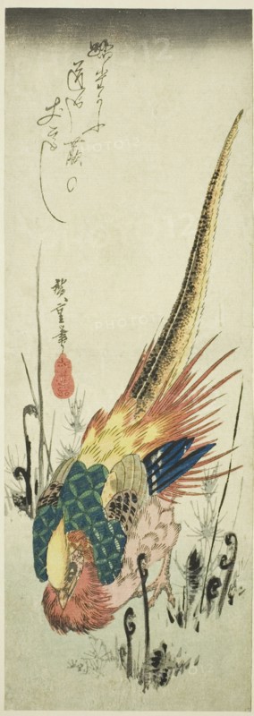 Golden pheasant and bracken ferns, c. 1830s.