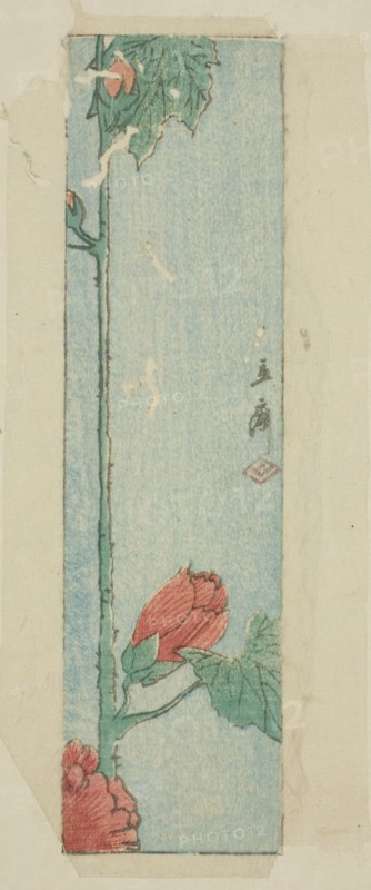 Envelope with hibiscus, n.d.