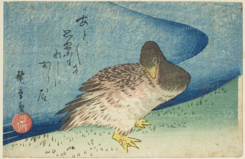 Goose on riverbank, c. 1833/34.