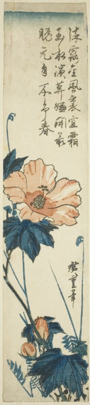 Hibiscus, 1830s.