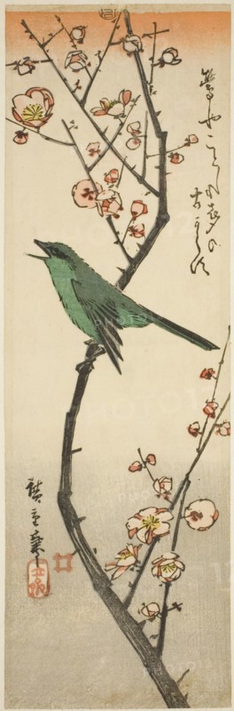 Bush warbler and plum, 1840s.