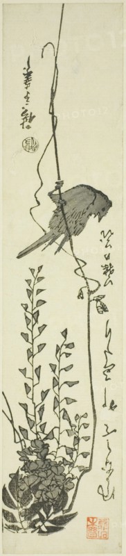Canary and wisteria, mid-1840s.