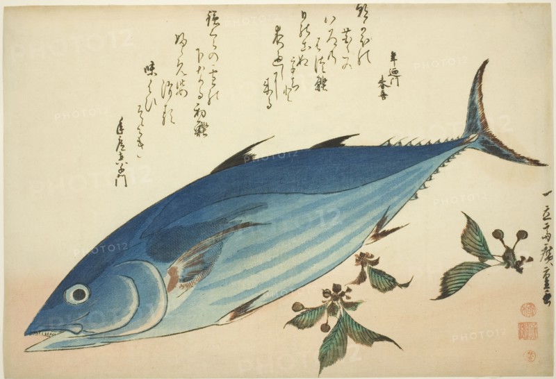 Bonito and saxifrage, from an untitled series of fish, c. 1832/33.