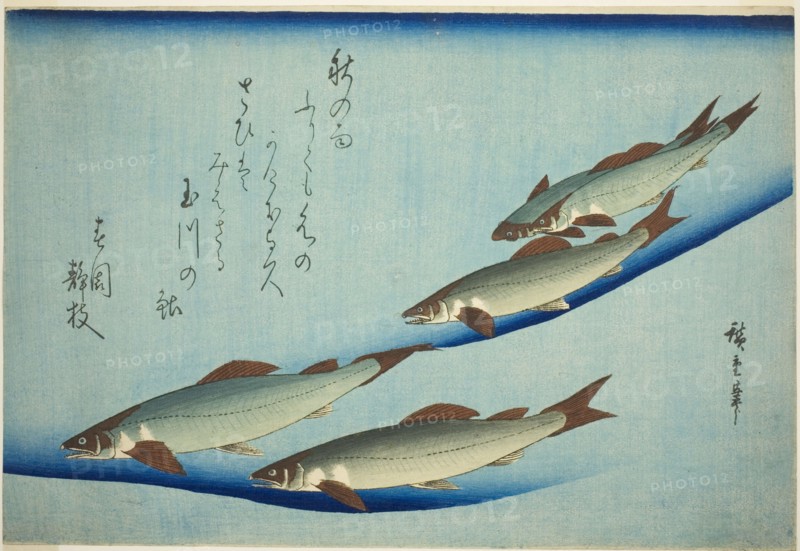 River trout, c. 1832/44.