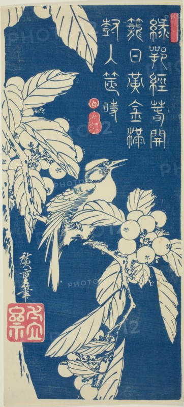 Loquat and bird, c. 1830/44.