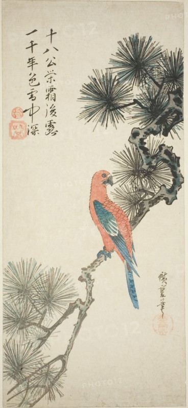 Macaw on a pine branch, c. 1835.