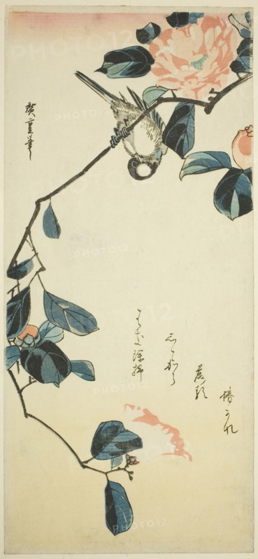 Bullfinch on camellia branch, early 1830s.