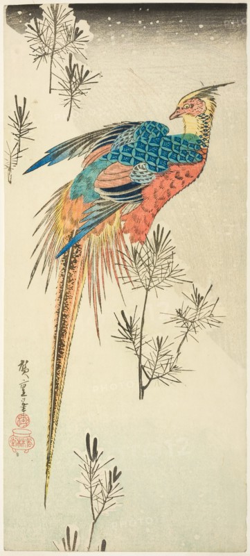 A Golden Pheasant Perched on a Steep Snowy Hillside amid Small Pine Saplings, c. 1833.