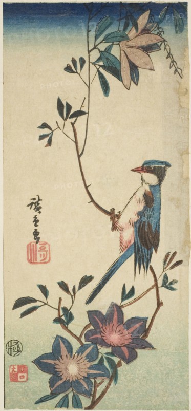 Blue bird on clematis, n.d.