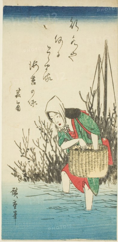 Woman gathering seaweed, n.d.