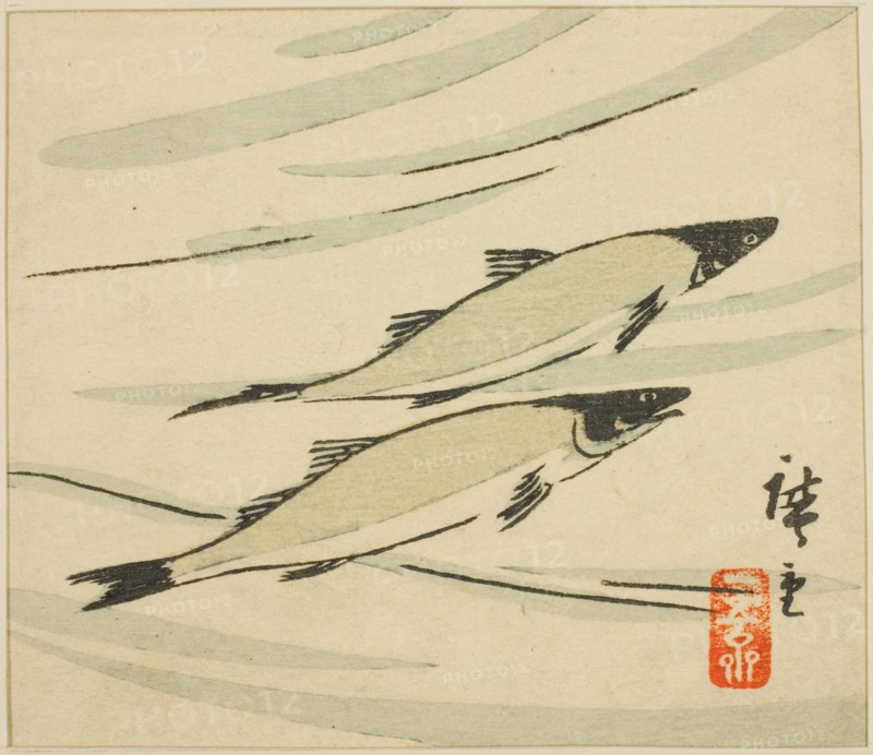 Trout, section of a harimaze sheet, 1858.